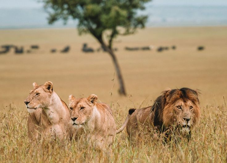 3-Day Great Wildebeest Migration Fly-in Safari gallery image