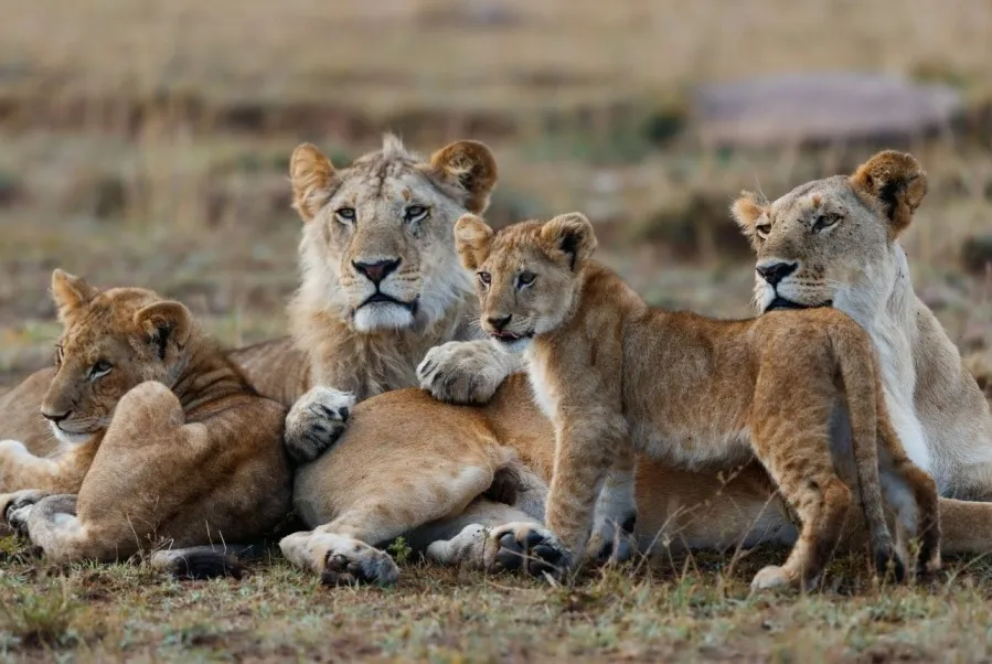 3-Day Great Wildebeest Migration Fly-in Safari gallery image