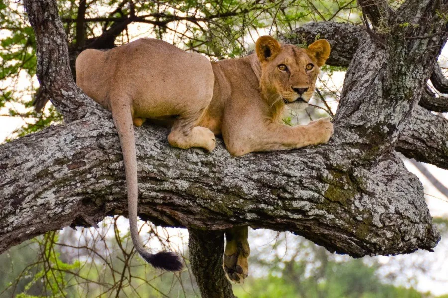 3-Day Great Wildebeest Migration Fly-in Safari gallery image