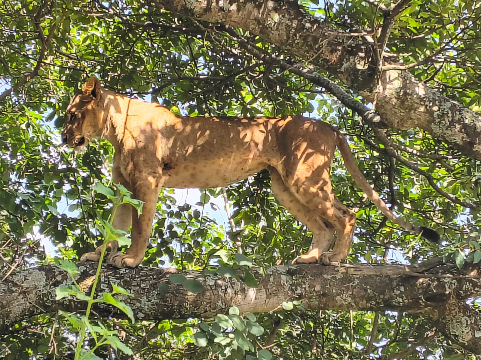 3-Day Maasai Mara Mid-Range Private Safari