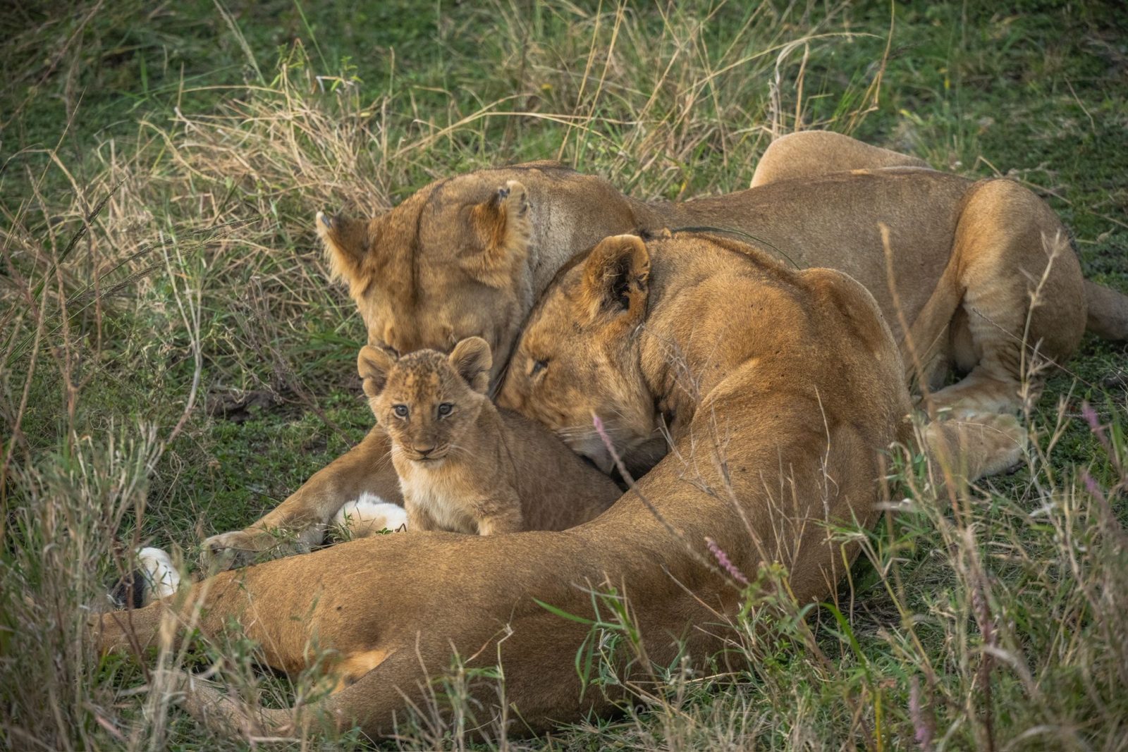 5-Day Northern Circuit Safari: Tarangire, Serengeti & Ngoro gallery image