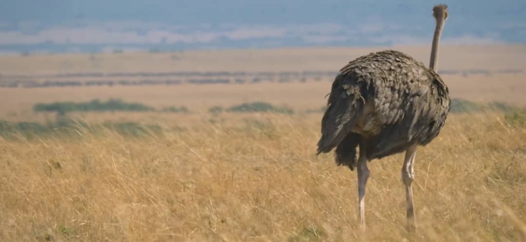5-Day Northern Circuit Safari: Tarangire, Serengeti & Ngoro gallery image