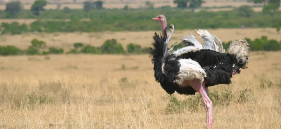5-Day Northern Circuit Safari: Tarangire, Serengeti & Ngoro gallery image