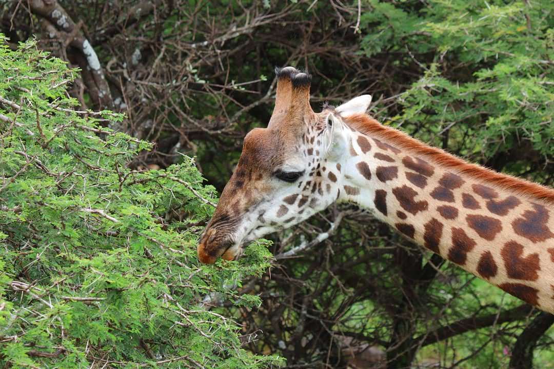 5-Day Majestic African Safari gallery image