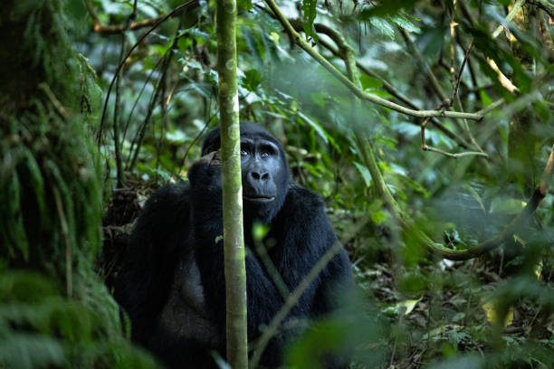 4-Day Gorilla Trekking Safari to Bwindi Road Option safari tour
