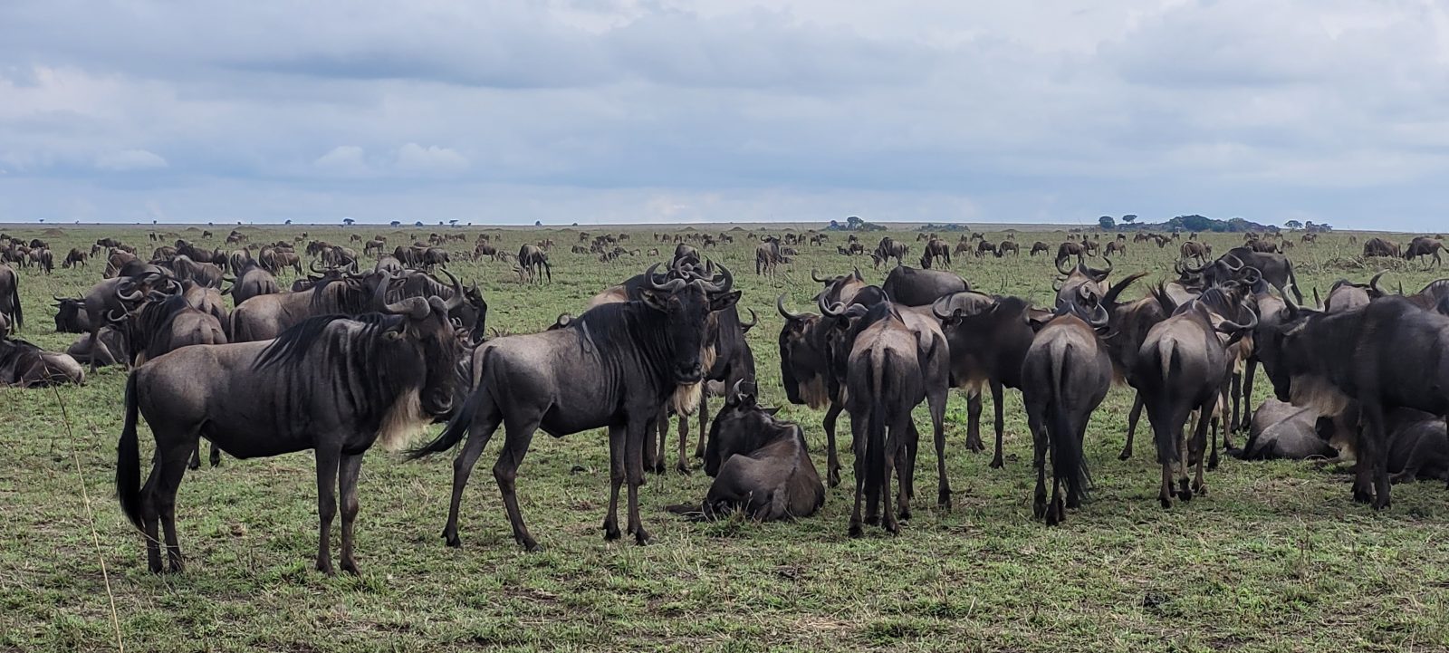 15-Day The Tanzanian Grand Safari and Zanzibar Beach Holidays