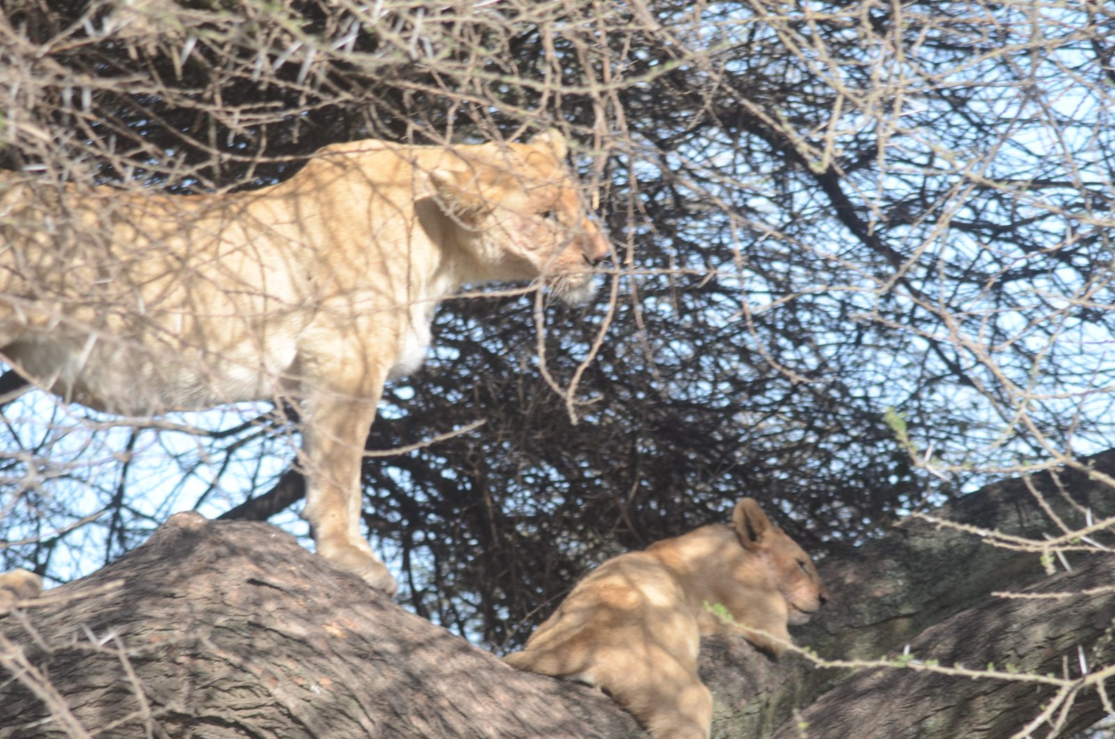 15-Day The Tanzanian Grand Safari and Zanzibar Beach Holidays gallery image