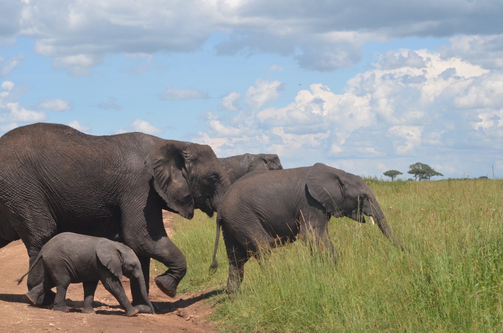 15-Day The Tanzanian Grand Safari and Zanzibar Beach Holidays gallery image