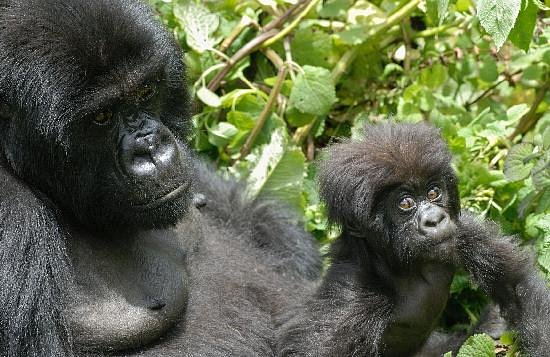 7-Day The Ultimate Primate Trekking Expedition: Uganda safari tour
