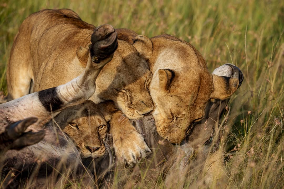 2-Day Safari To Tarangire and Ngorongoro Crater