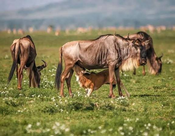 5-Day Great Migration and Calving Safari safari tour