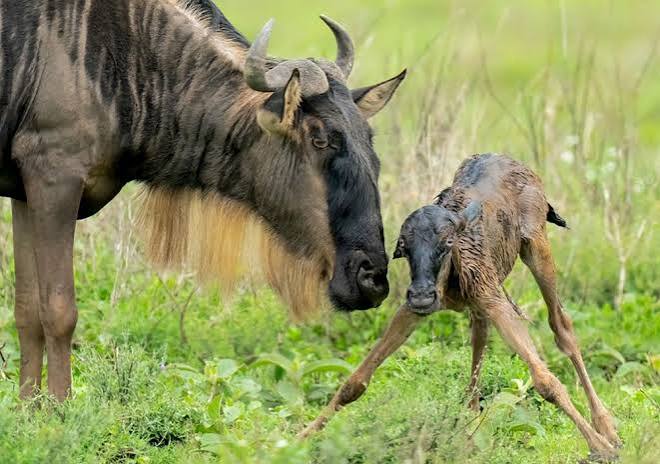 5-Day Birth of the Wild & Wonderful Bigfive Safari Experience