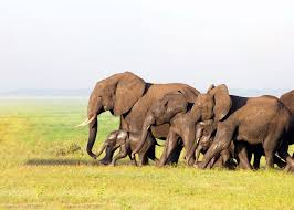 4-Day Fly-In to the Great Serengeti Migration Safari gallery image