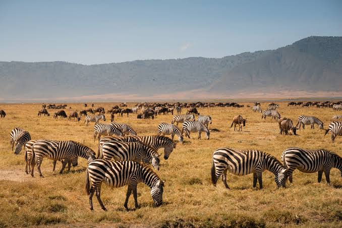 4-Day Fly-In to the Great Serengeti Migration Safari gallery image