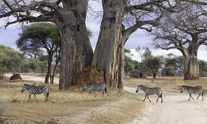 2-Day Tarangire Safari & Night Game Drive gallery image