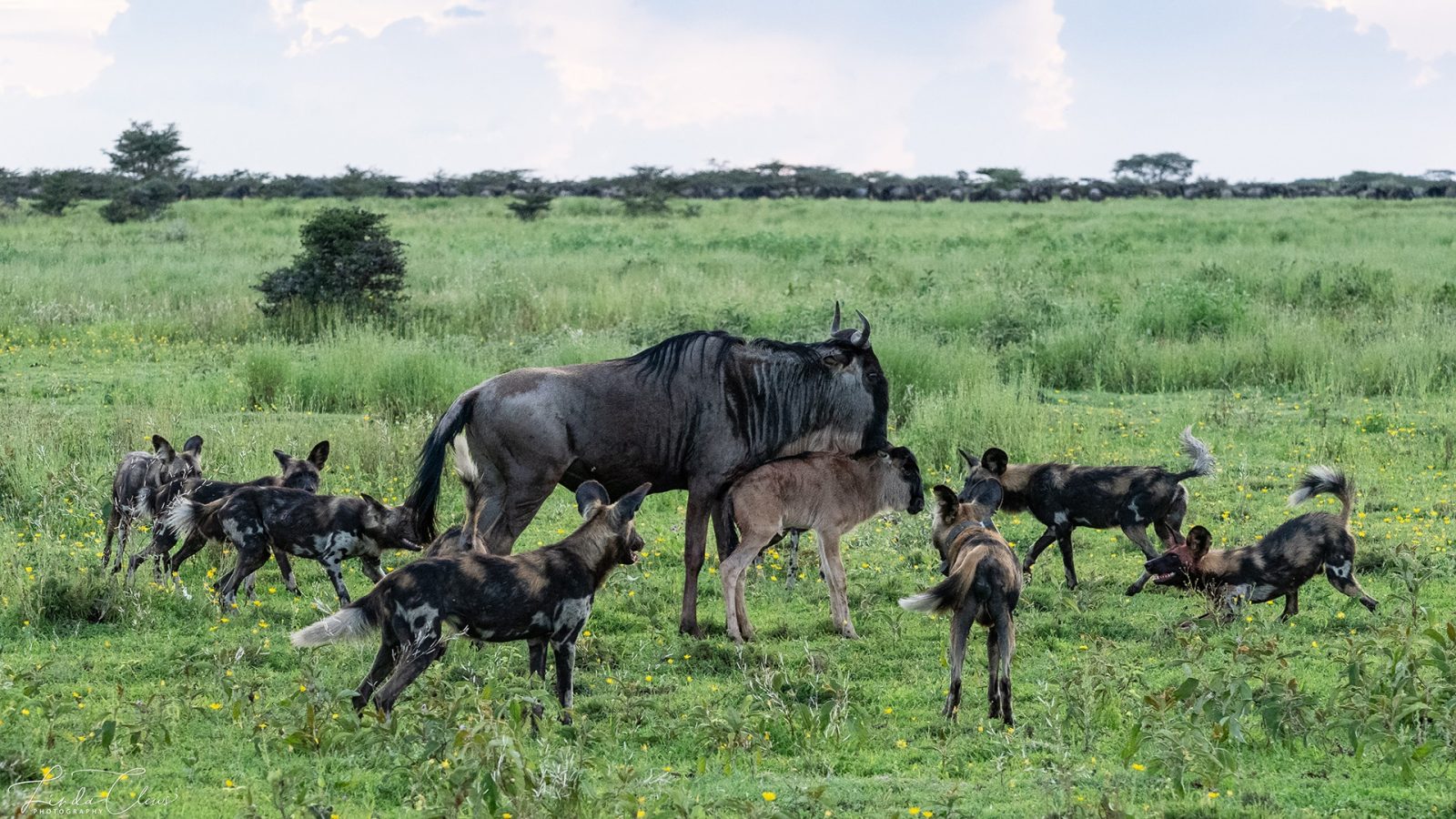 6-Day Observe Migration Ndutu (December to March) gallery image