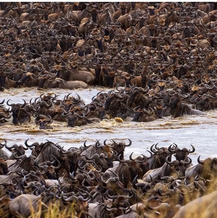 7-Day Explore the Great Migration of Tanzania (Jun-Nov)