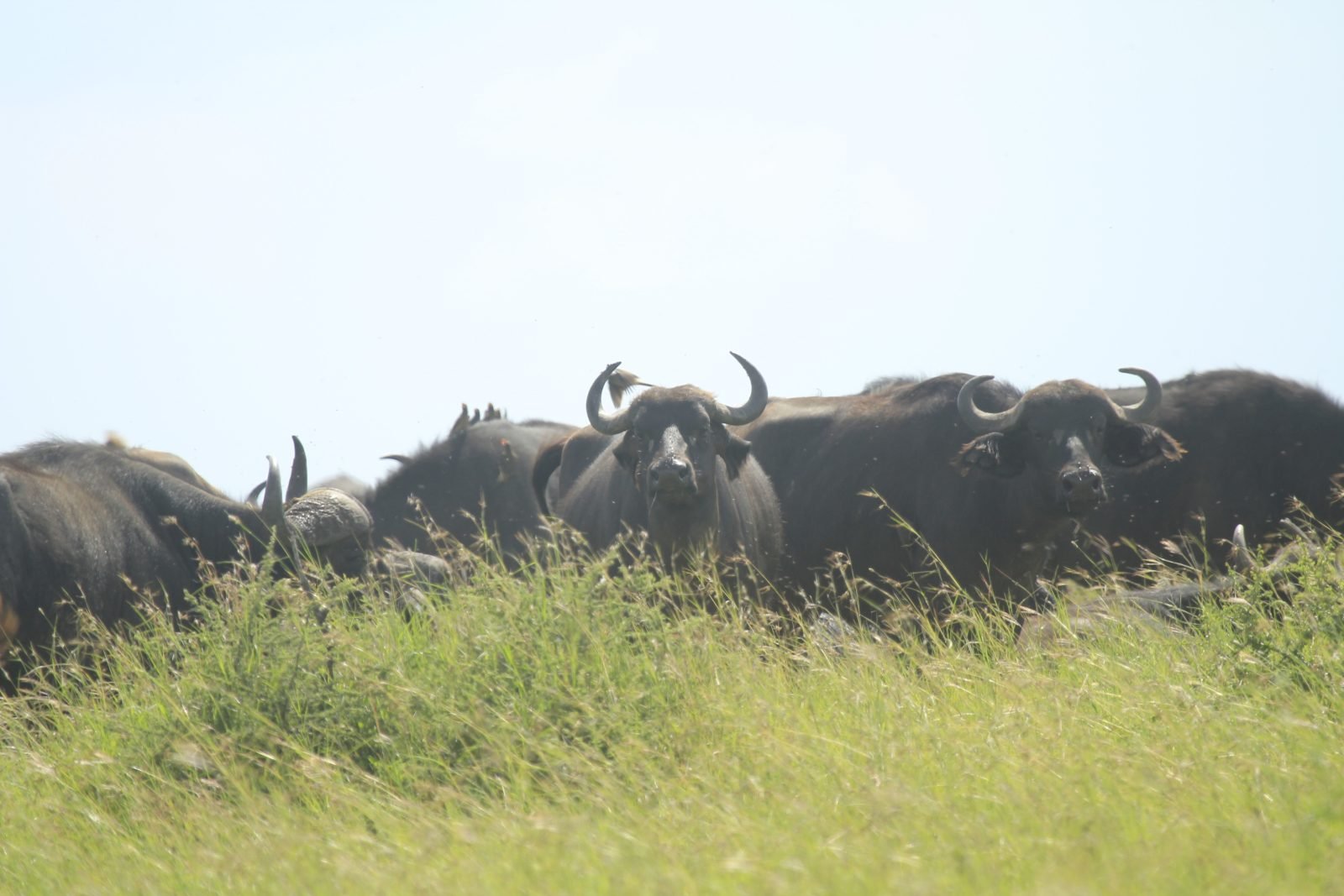 10-Day Luxury Honeymoon Safari & Zanzibar Beach Holiday gallery image