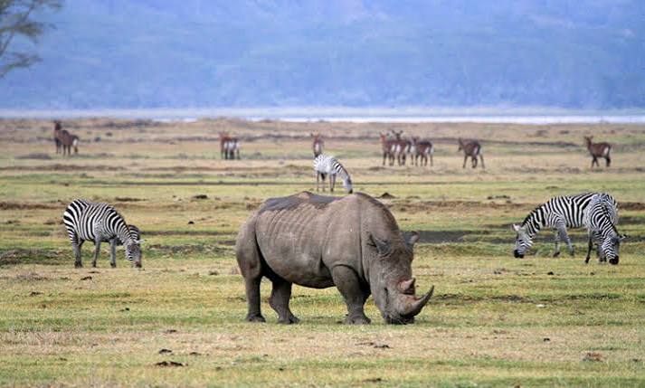 5-Day Mid-Range to Tanzania Iconic Parks Safari Adventure gallery image