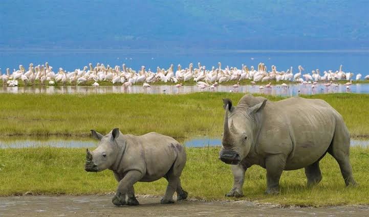 10-Day Luxury Honeymoon Safari & Zanzibar Beach Holiday gallery image