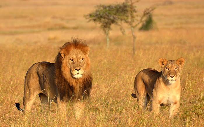 6-Day Mid-Range to Northern Big Five Safari gallery image