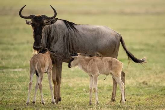 5-Day Mid-Range to Northern and Ndutu Calving Safari safari tour