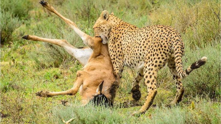 3-Day Fly-In to Ndutu & Ngorongoro Safari to Zanzibar gallery image