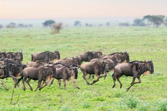 3-Day Fly-In to Ndutu & Ngorongoro Safari to Zanzibar gallery image