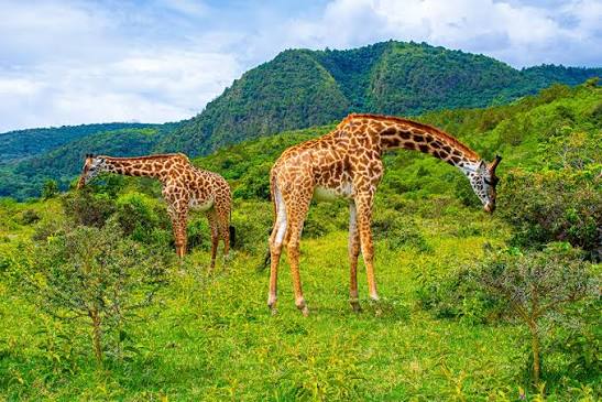 5-Day Mid-Range to Tanzania Iconic Parks Safari Adventure gallery image