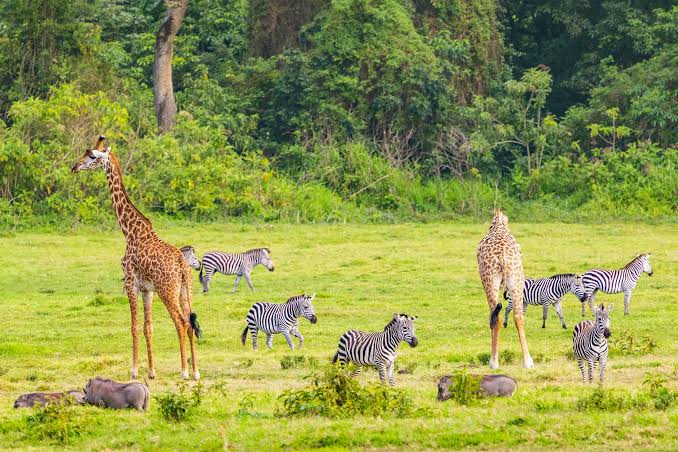 4-Day Fly-In Fly-Out Big Five Safari Adventure & Cultural gallery image