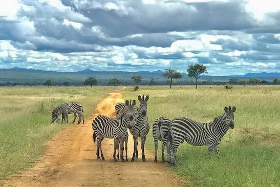 4-Day Fly-In Fly-Out Big Five Safari Adventure & Cultural gallery image