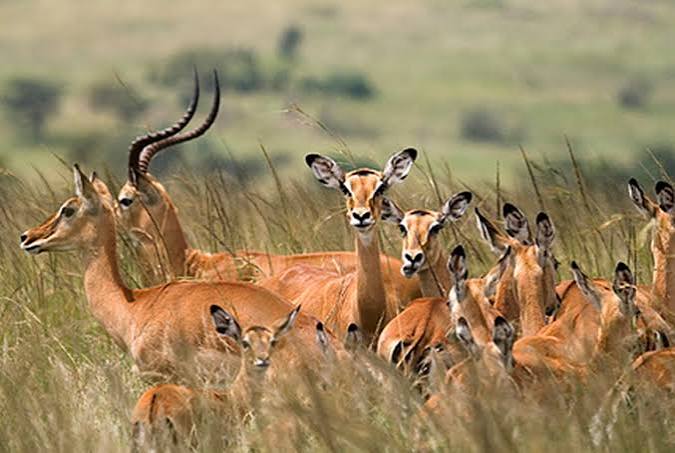 6-Day Mid-Range to Northern Big Five Safari gallery image