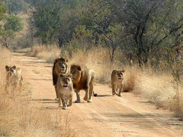 1-Day Mikumi National Park Day Trip. gallery image
