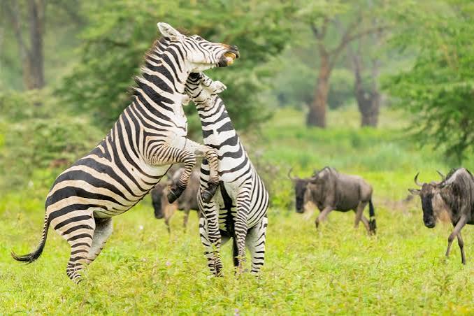 3-Day Ngorongoro Crater & Serengeti – Fly to Zanzibar gallery image