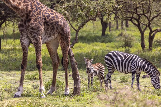3-Day Great Migration and Calving Season Safari gallery image