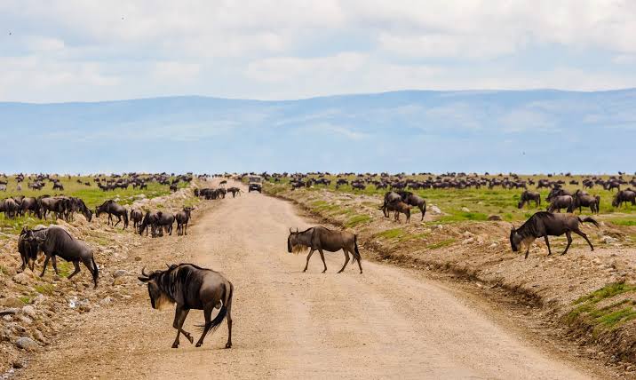 7-Day Explore the Great Migration of Tanzania (Jun-Nov) gallery image