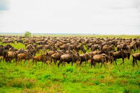 6-Day Observe Migration Ndutu (December to March) gallery image