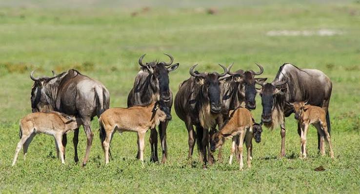 6-Day Observe Migration Ndutu (December to March) gallery image