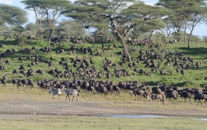 4-Day Serval Wildlife, Ngorongoro Crater & Serengeti –Fly Out gallery image