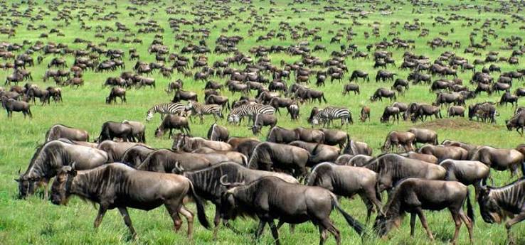 7-Day Explore the Great Migration of Tanzania (Jun-Nov) gallery image
