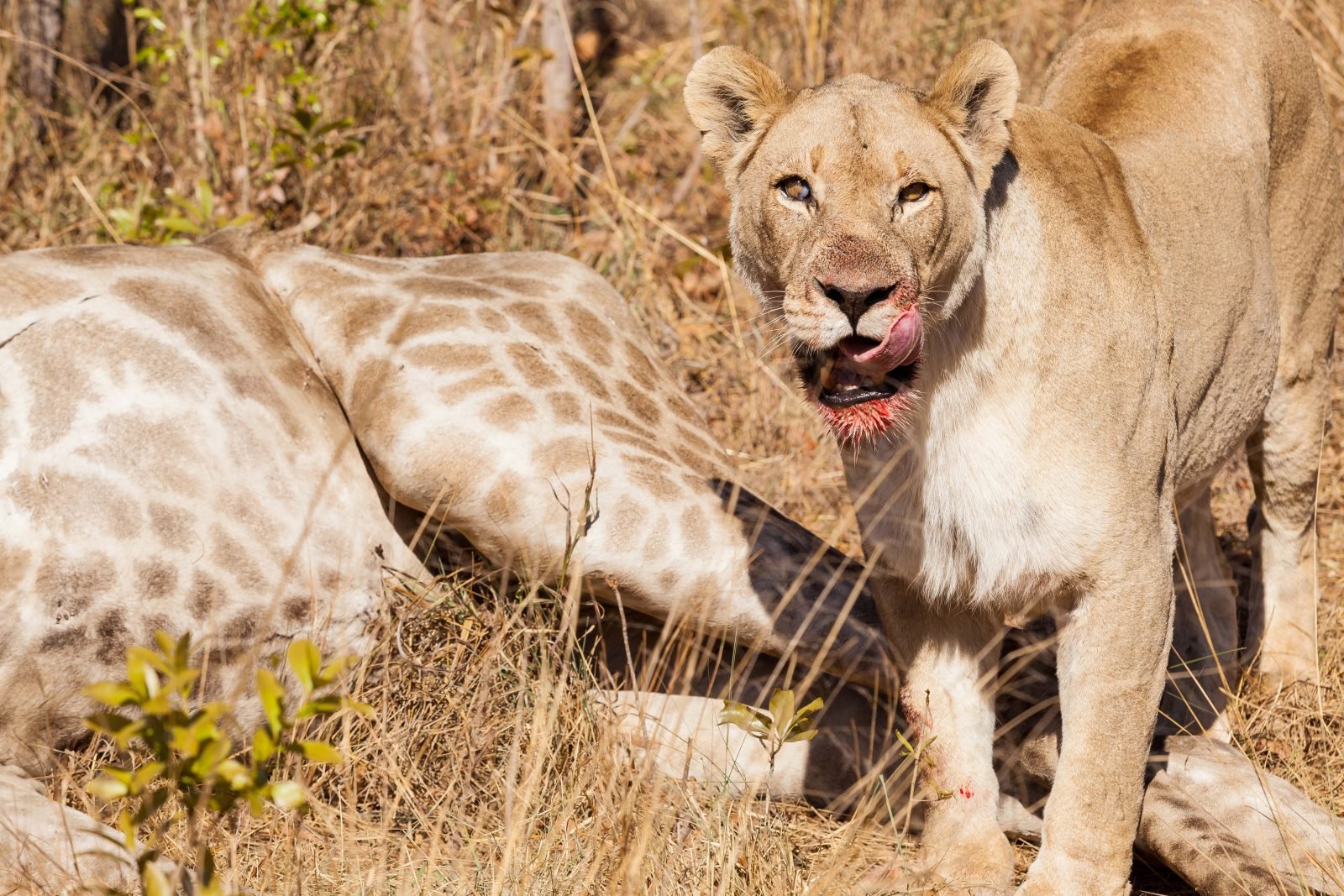 1-Day Mikumi Safari from Zanzibar