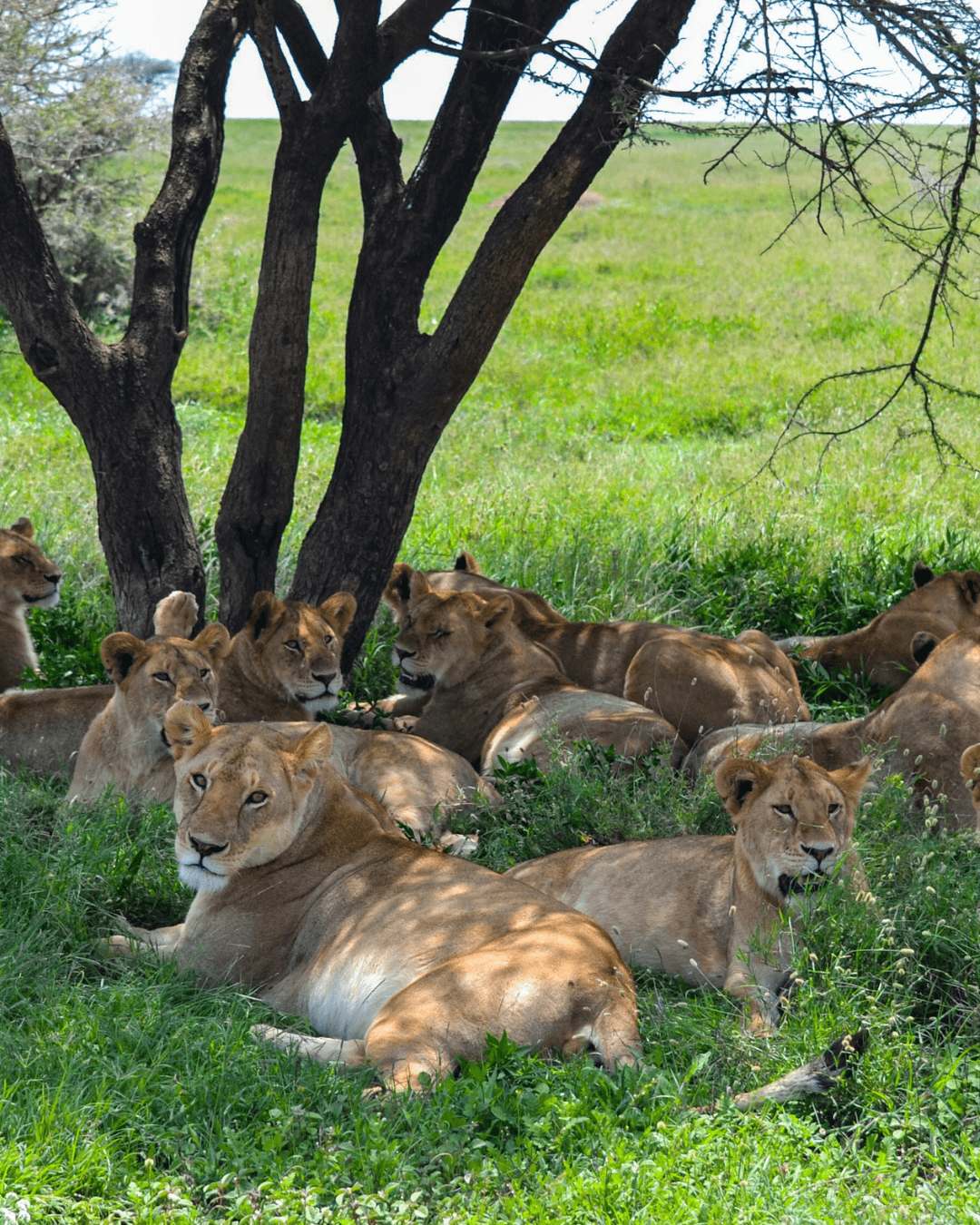 1-Day Mikumi Safari from Zanzibar gallery image