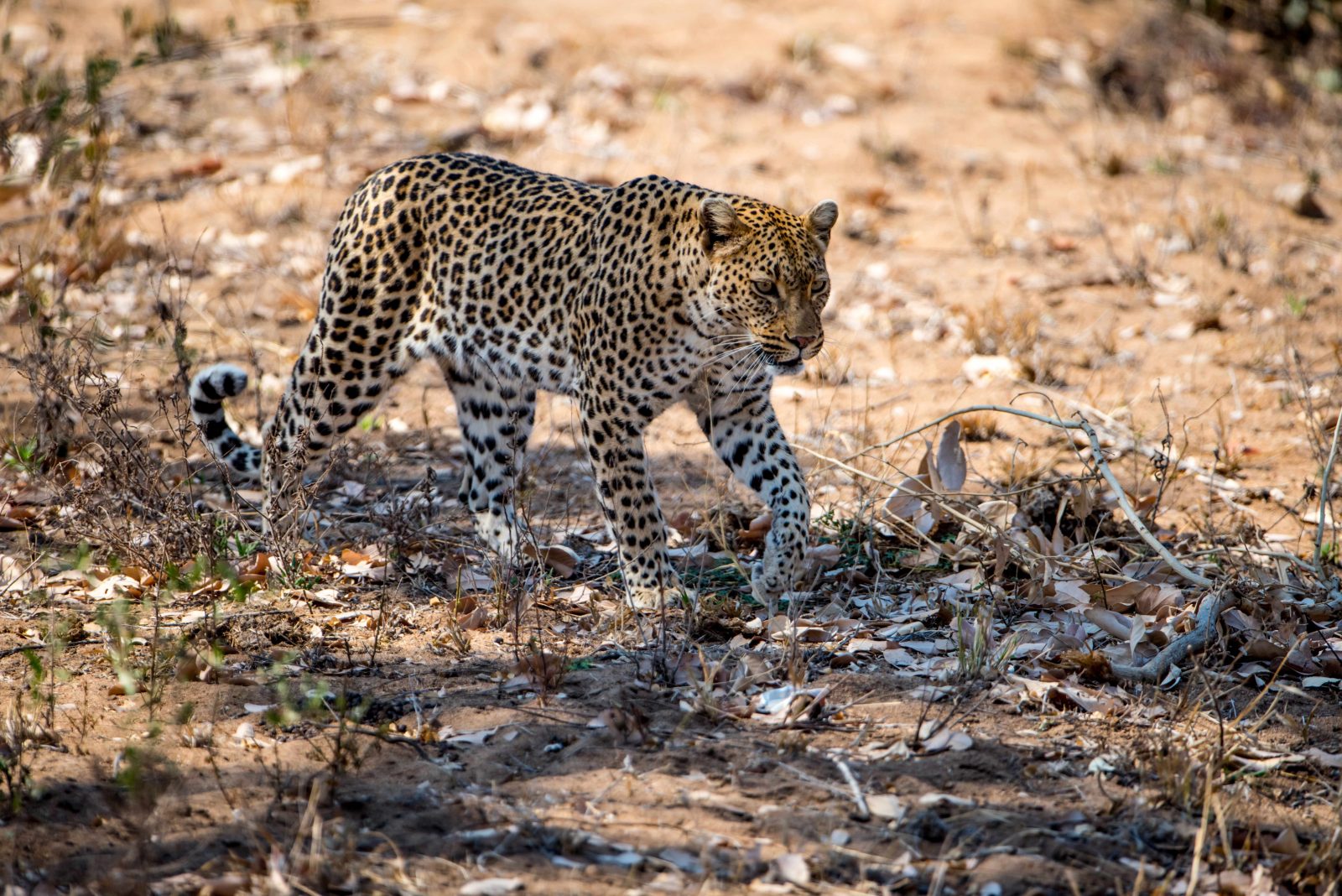 4-Day Safari from Dar Es Salaam to Nyerere NP (Selous GR) gallery image