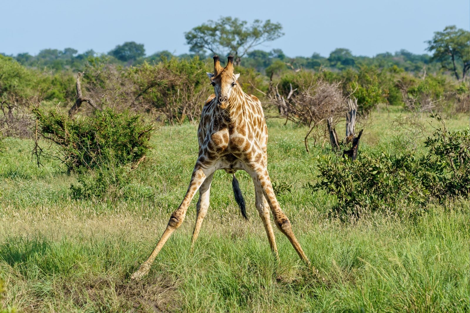 1-Day Mikumi Safari from Zanzibar gallery image