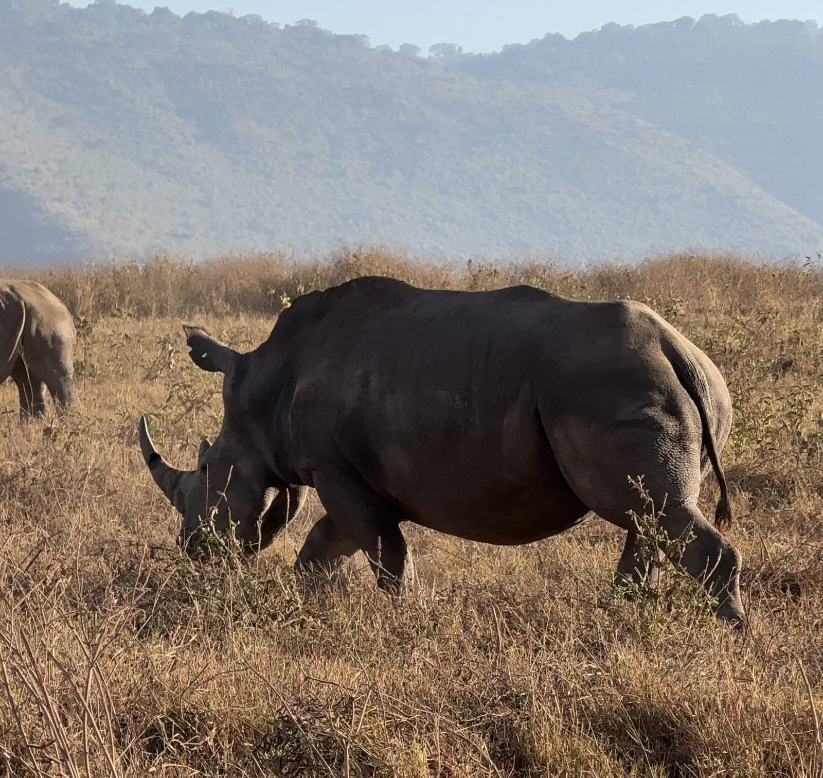 4-Day Safari in Tanzania Best of Big Five gallery image