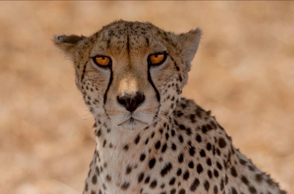 4-Day Safari in Tanzania Best of Big Five gallery image