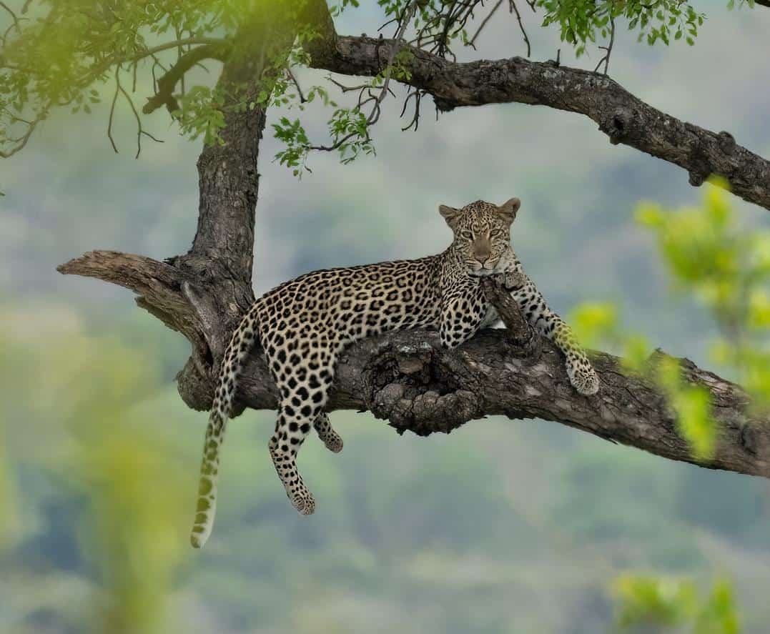 2-Day Tarangire National Park to Ngorongoro Crater gallery image
