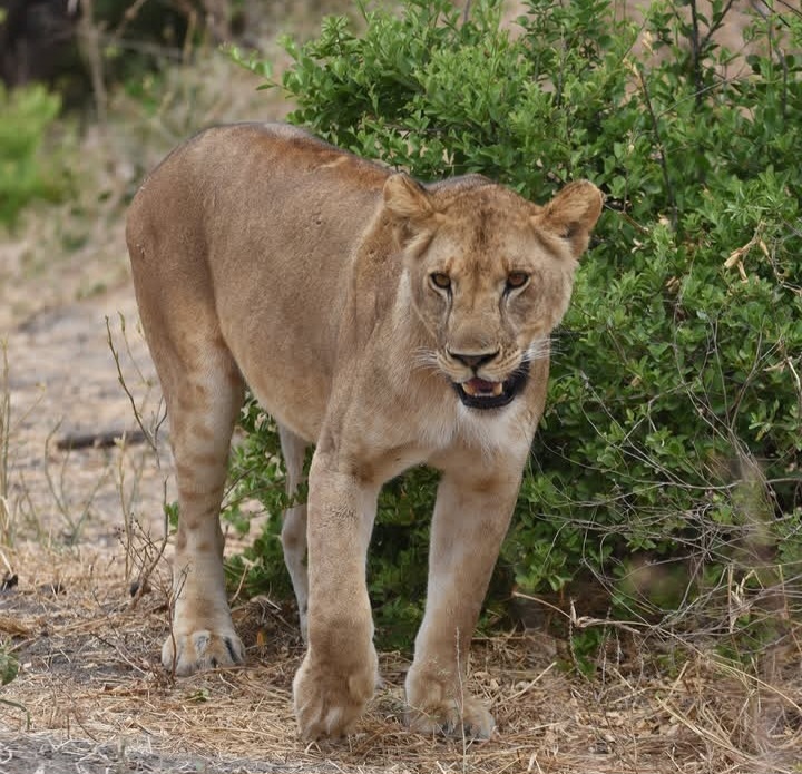 2-Day Tarangire National Park to Ngorongoro Crater gallery image