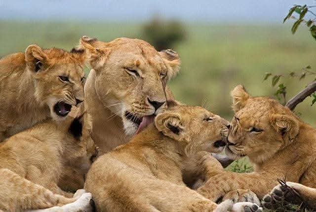3-Day Serengeti National Park-Ngorongoro Crater gallery image