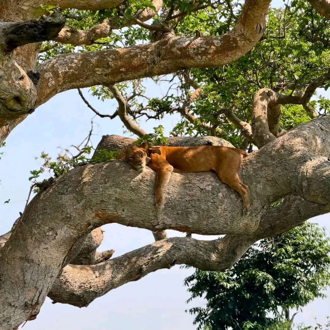 7-Day Uganda Primate & Wildlife Safari gallery image
